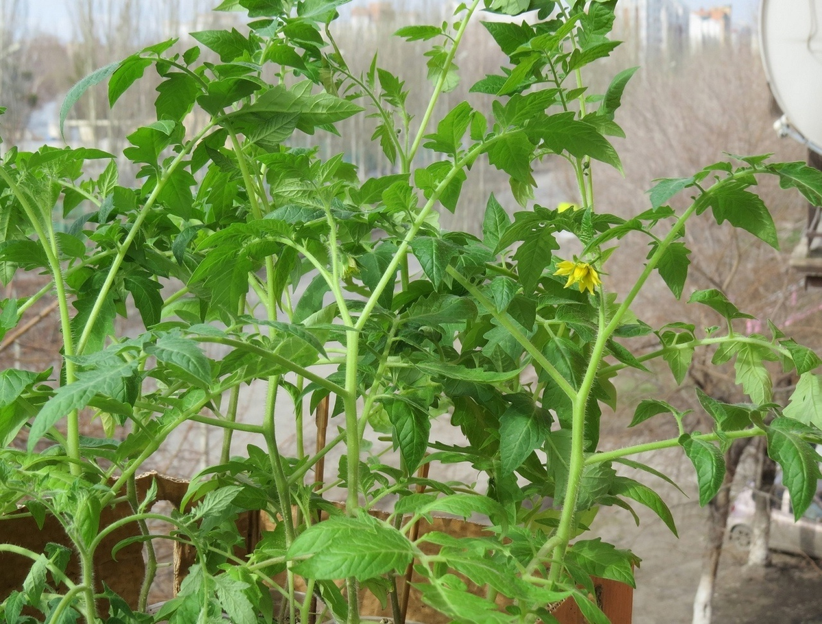 Переросшая рассада раньше времени начинает цвести и плодоносить