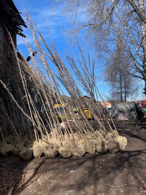    В Киров поступила первая партия деревьев и кустарников в этом году