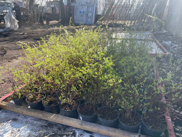    В Киров поступила первая партия деревьев и кустарников в этом году