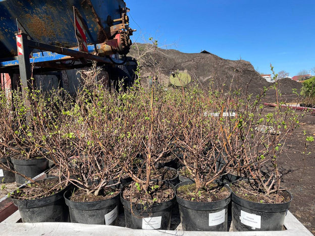    В Киров поступила первая партия деревьев и кустарников в этом году