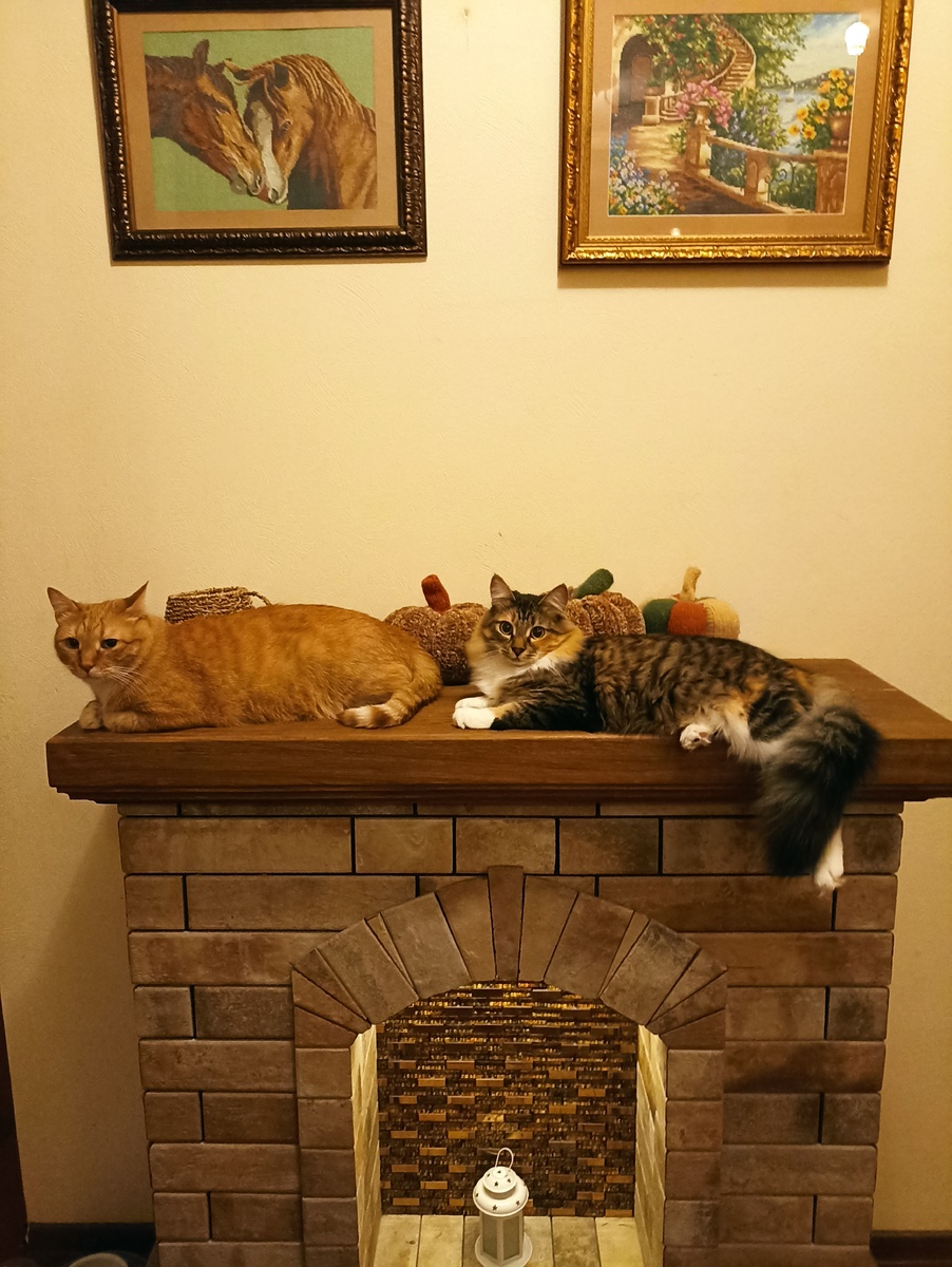 Комитет недокормленности и непоглаженности. Фото автора