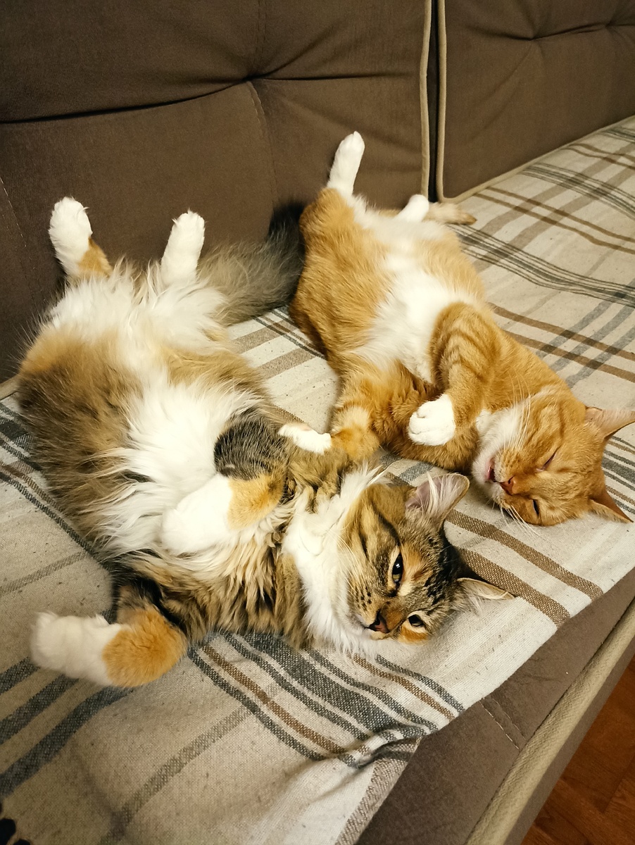 Самые уставшие! Фото автора