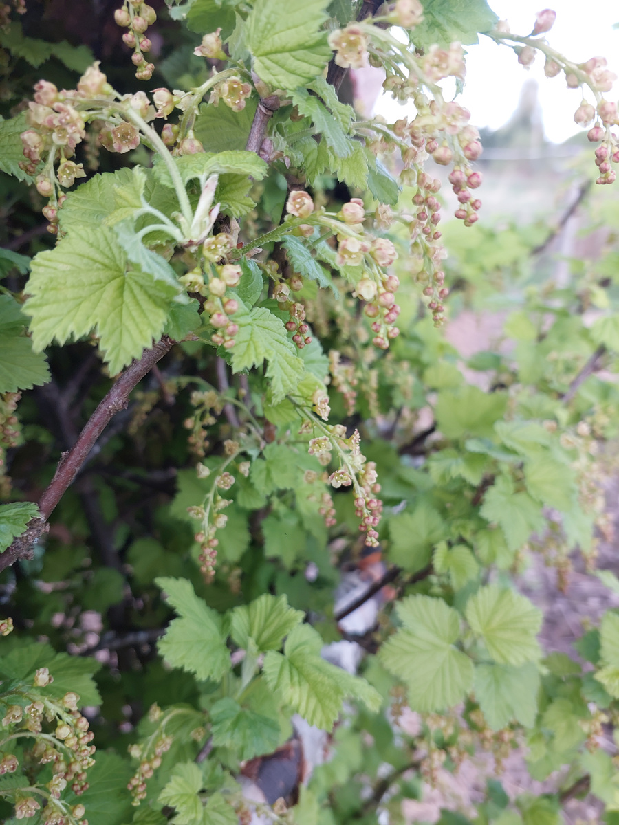 Смородина красная. 