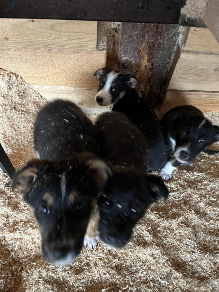 Эти малыши родились в лесу