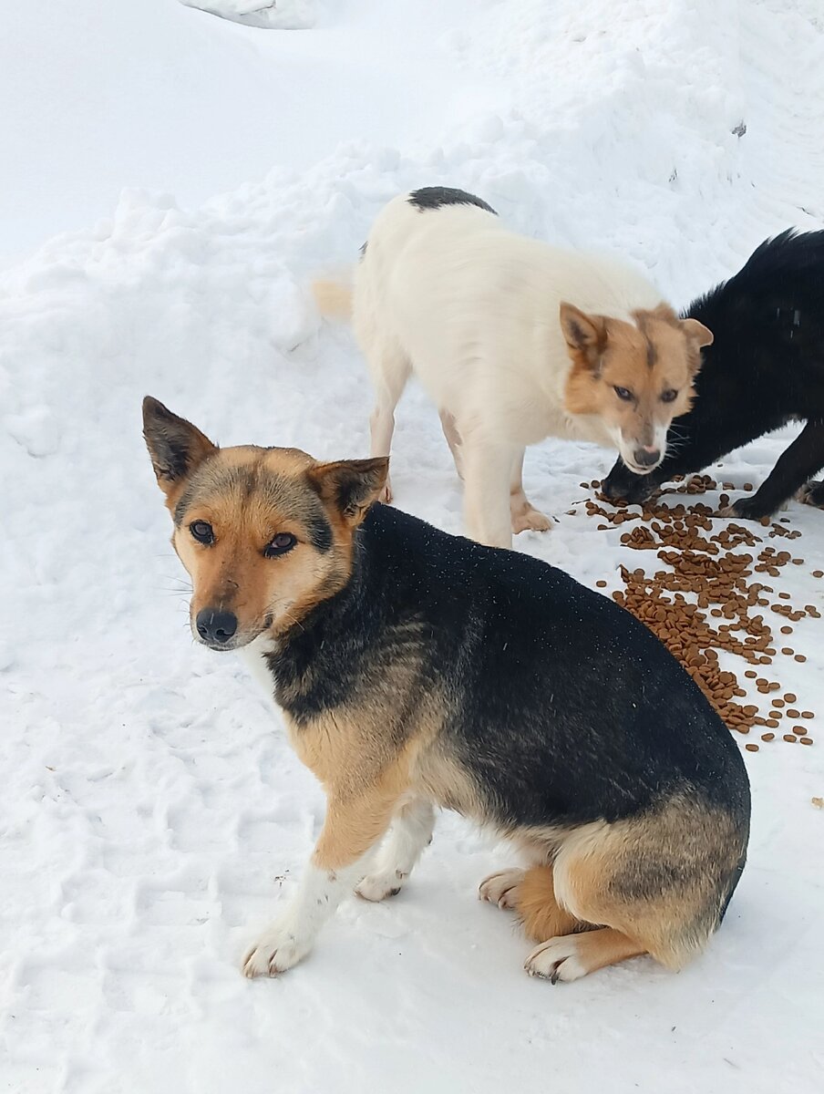 Это Маша, Белек, и черныш 