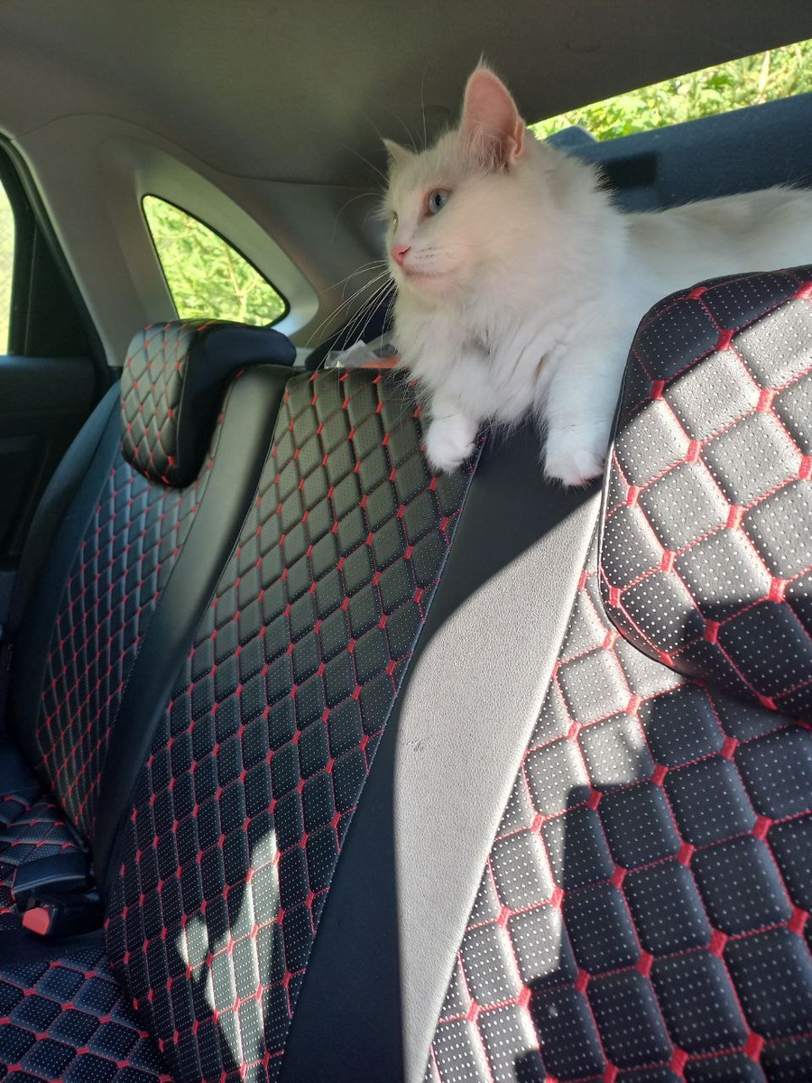 Когда открываешь машину, Изабелла сразу запрыгивает и садиться сзади на багажник