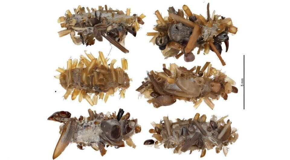   Daniel Rubinoff et al. / Science, 2025