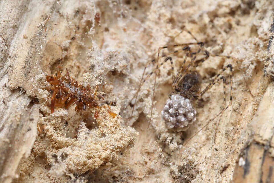   Daniel Rubinoff et al. / Science, 2025