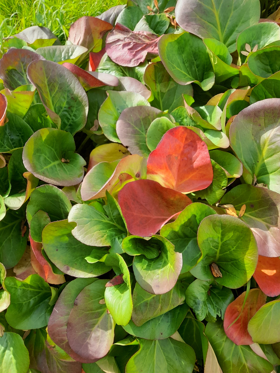 Фото автора.  Баданы осенью