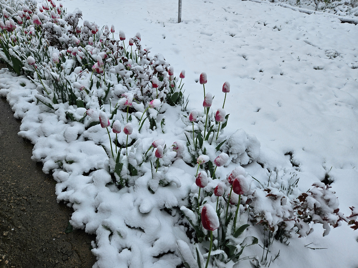 Красные тюльпаны и мои розы в первый снегопад и заморозок