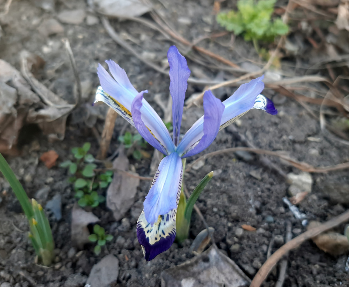 Портрет иридоктима  Clairette