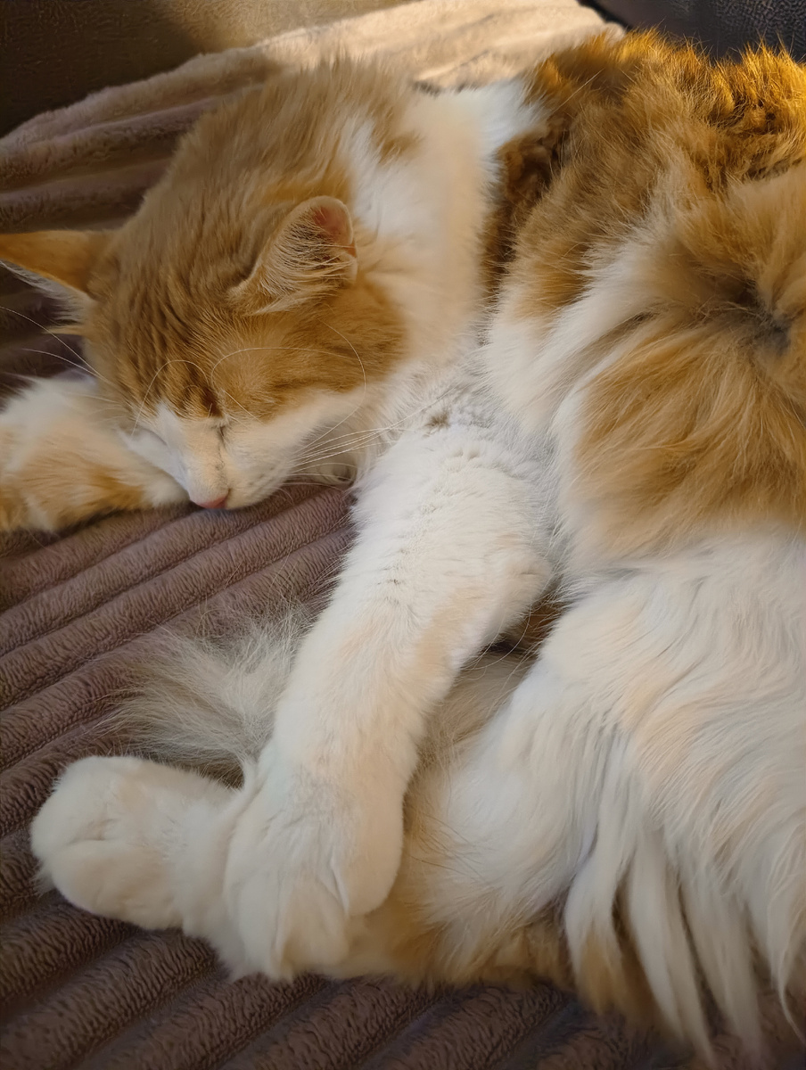 Замученный котик блохастый