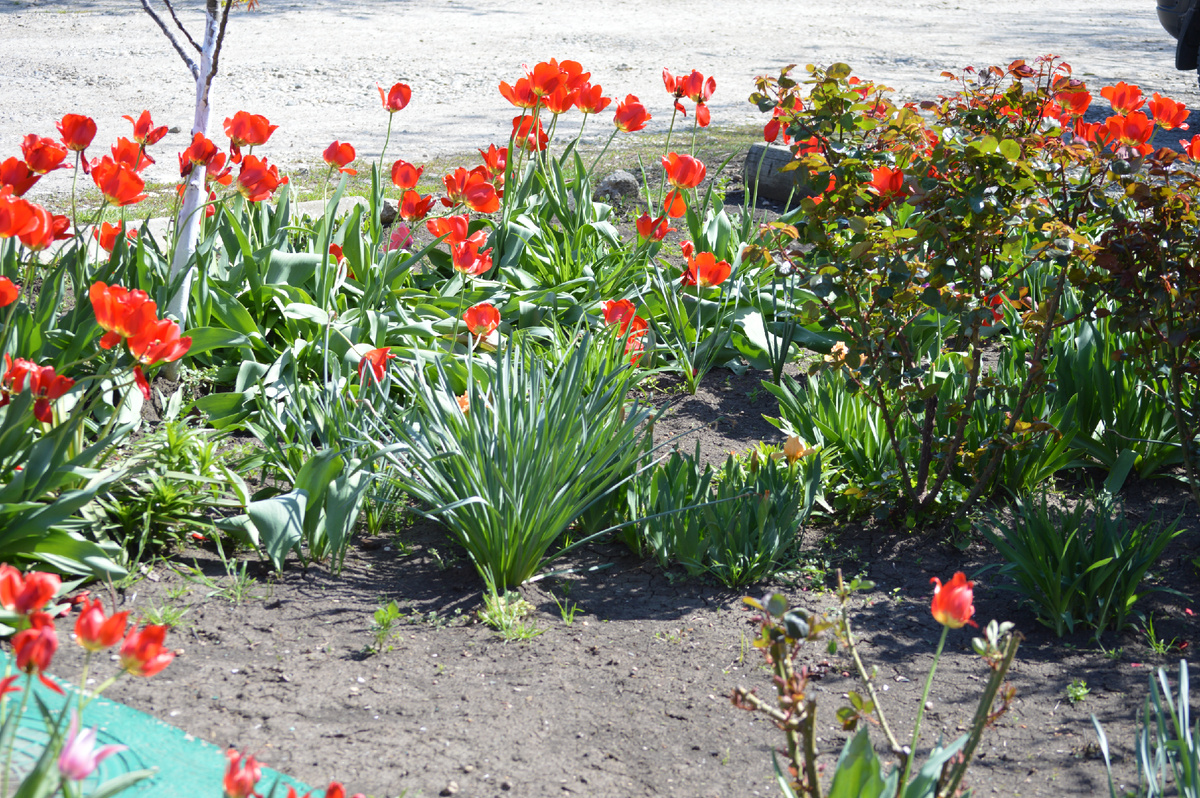 Фото автора. 17.04.2025. Тюльпаны.