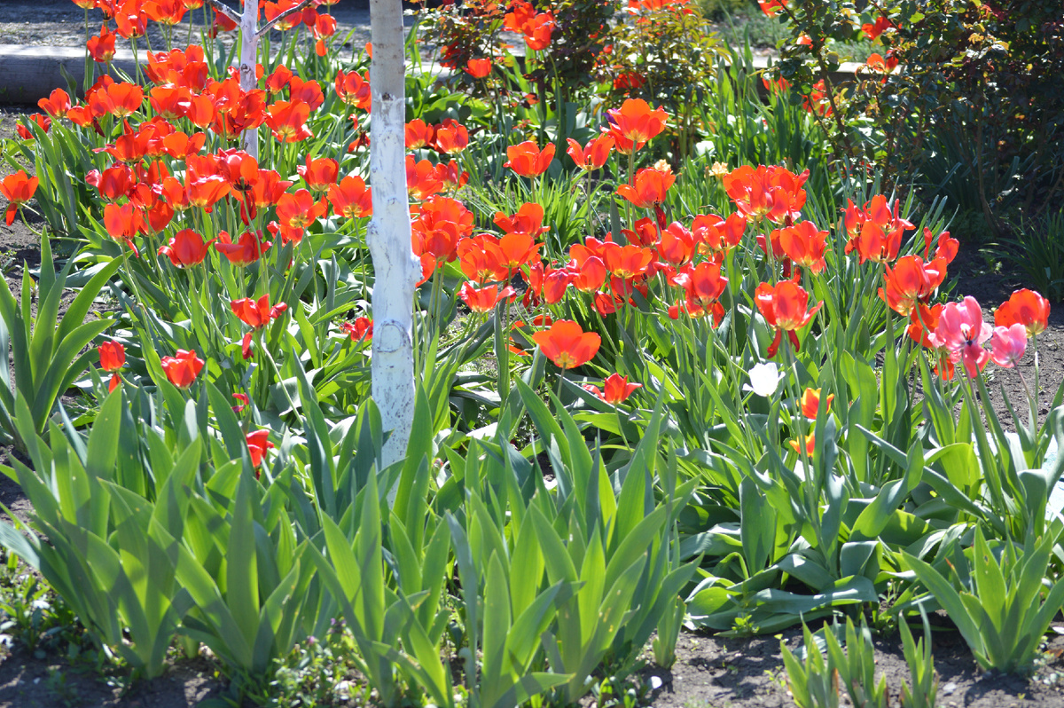 Фото автора.17.04.2025. Хорошо в чужом саду цветут цветочки.