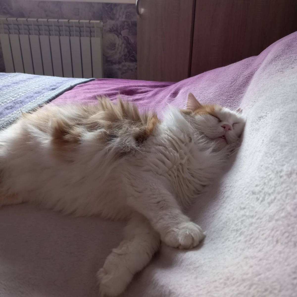 Это Люсильда. Мама моей Изабелочки. Люся - самая старшая кошка в нашей семье. Мои родители подобрали ее уже взрослой, поэтому точный возраст неизвестен. Примерно 12 лет.