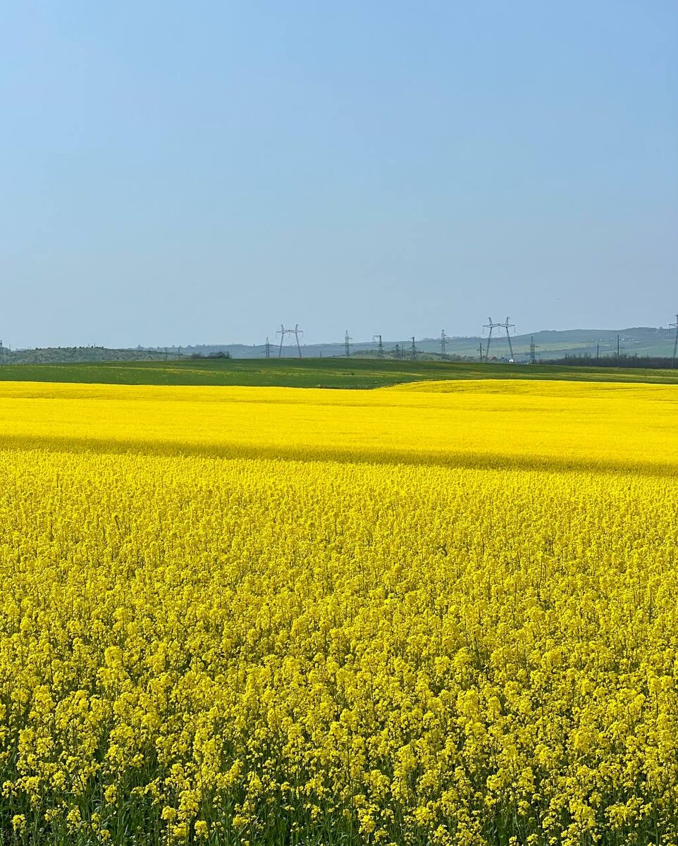 Цветущее поле рапса. Краснодарский край