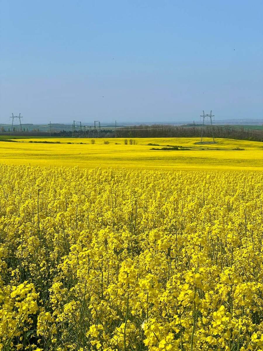 Цветущее поле рапса. Краснодарский край