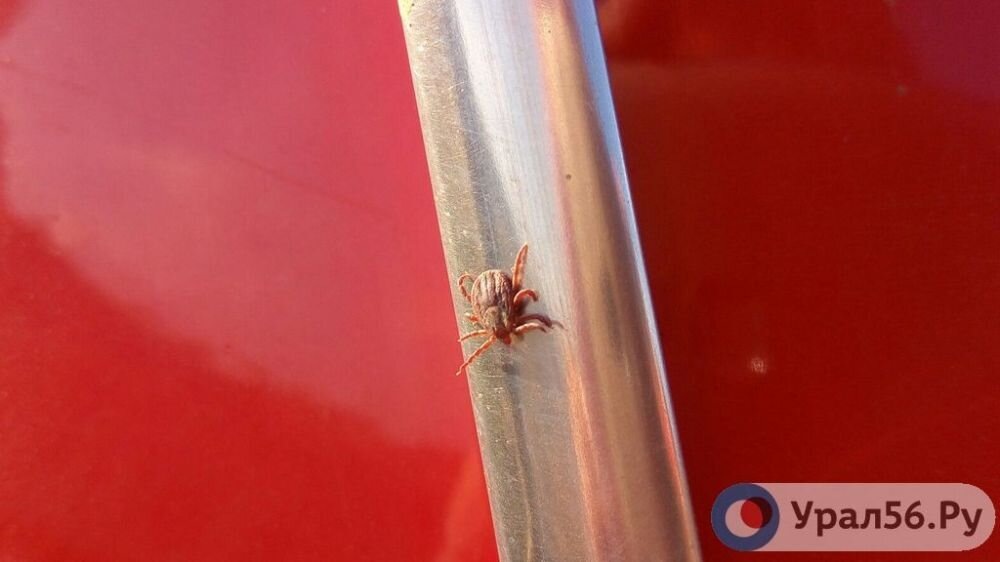    В Оренбургской области принимаются не все меры для борьбы с клещевыми инфекциями