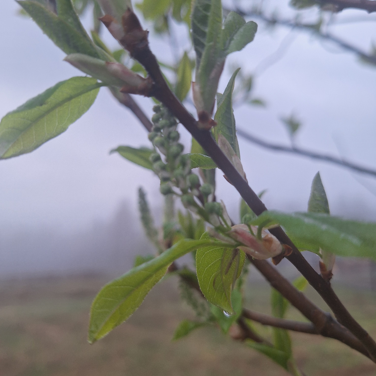 Ветка черёмухи