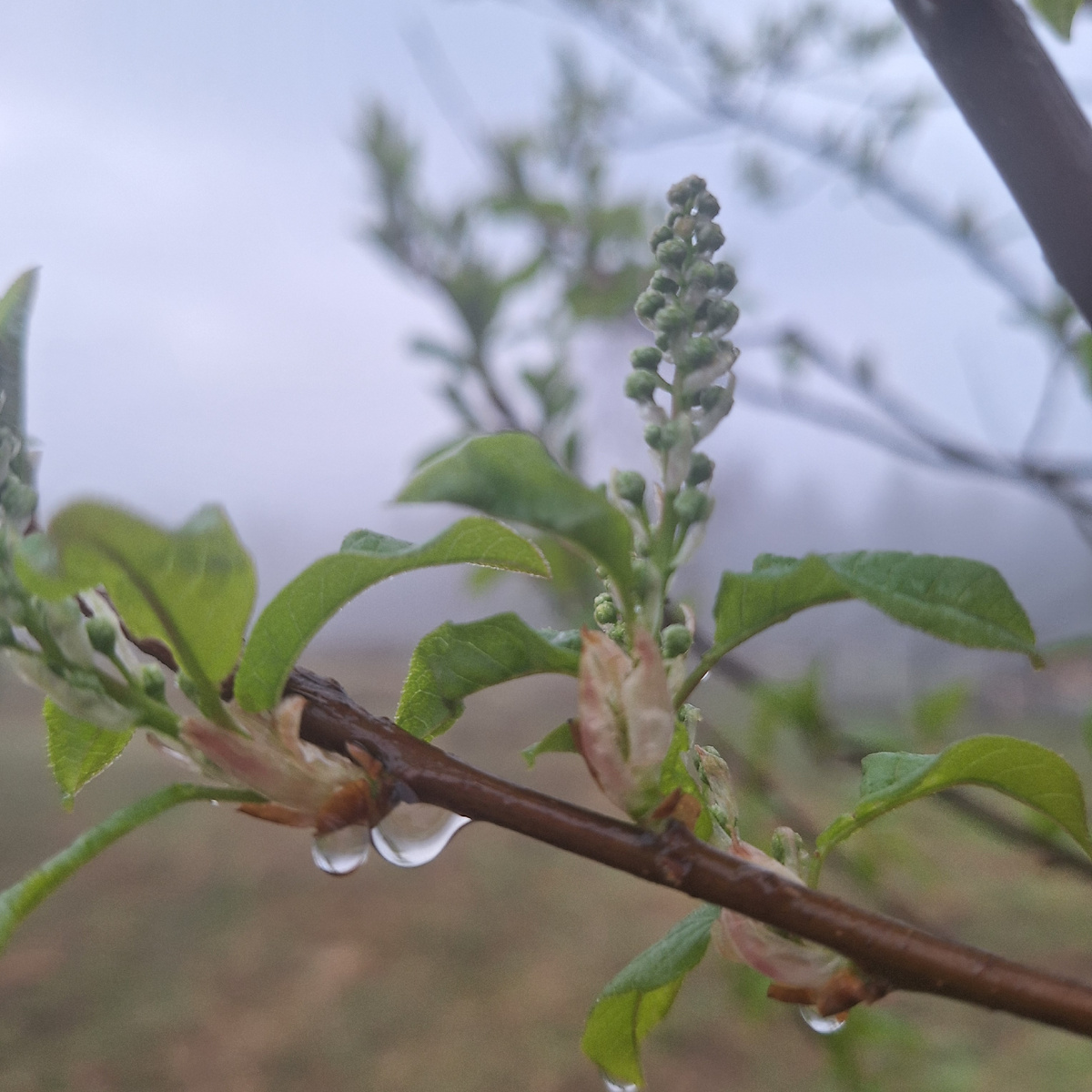 Ветка черёмухи