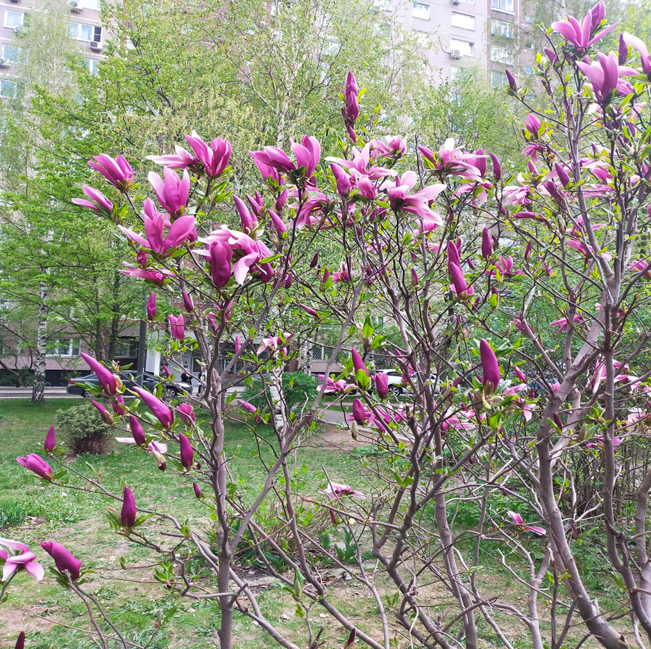 Вот такая красавица.