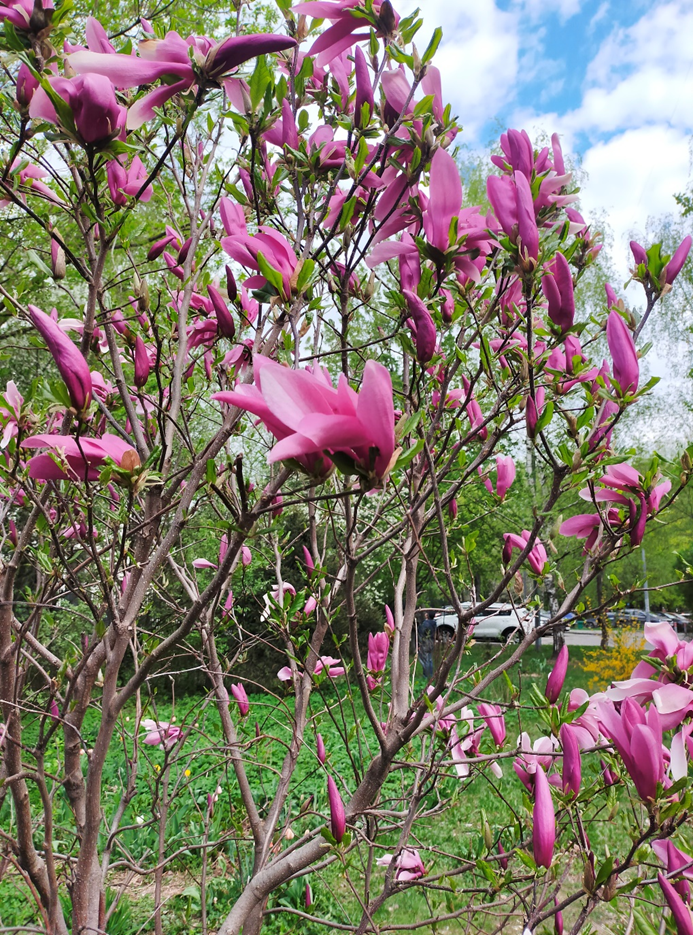 Листьев мало одни цветы