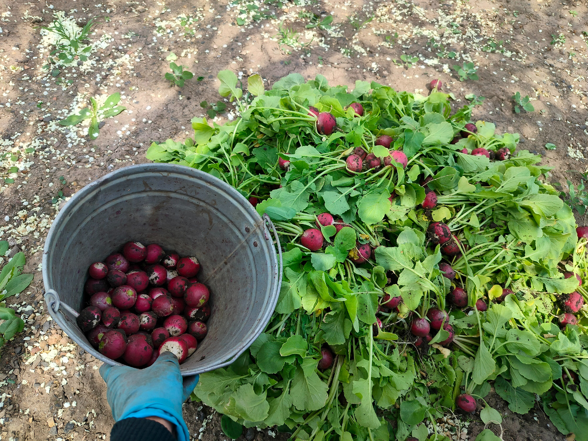 Редиска очень вкусная , сочная без горечи и полная , без пустот.
