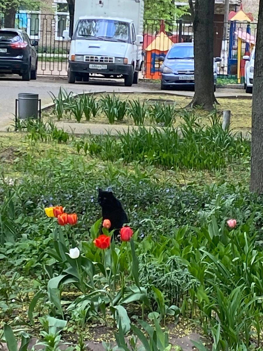 Он прям в центре сидит.