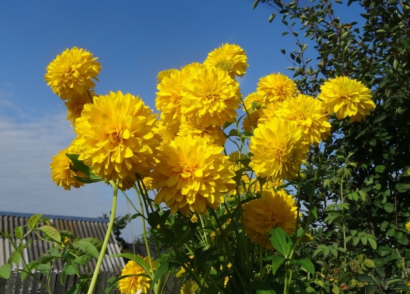 Золотой шар, а по-умному Рудбекия