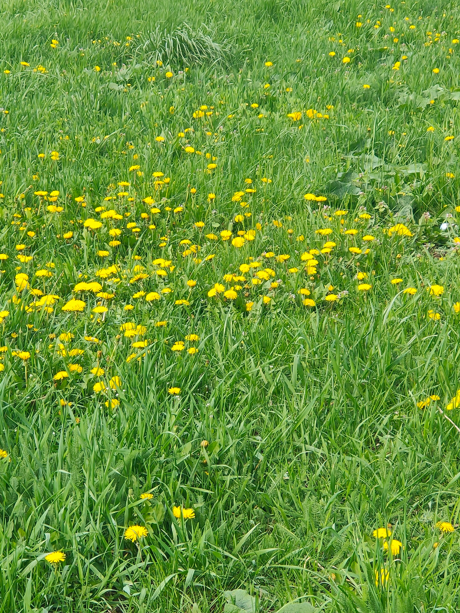 Одуванчики