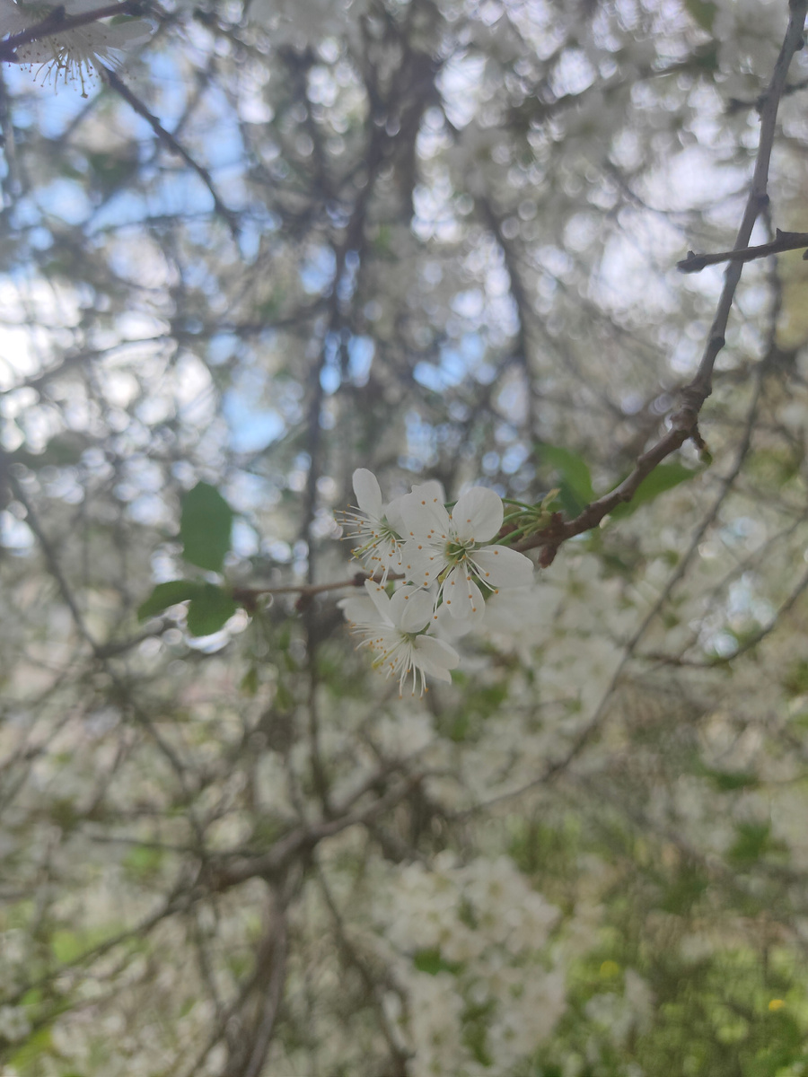 Деревья в цветах