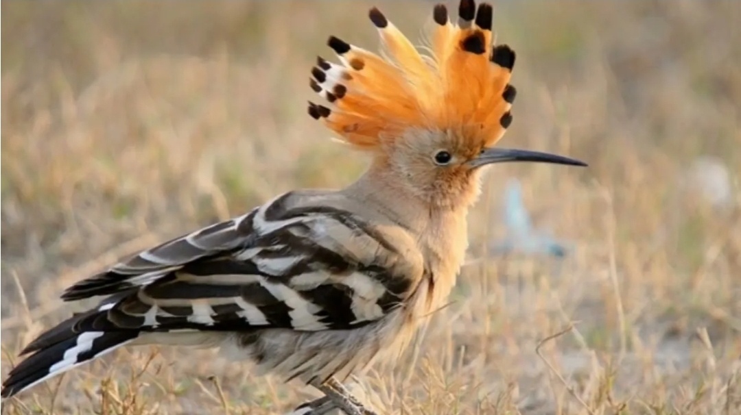 Фото из свободного доступа. 