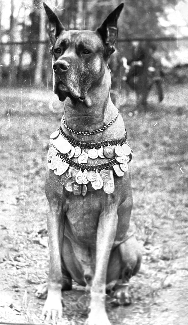 Немецкий дог. Победитель Таллинской и Московской выставок. Лакс -Лель, "Отлично" ОКД-1, ЗКС-!, РС-1.г. Челябинск. Оценили 22 человека.