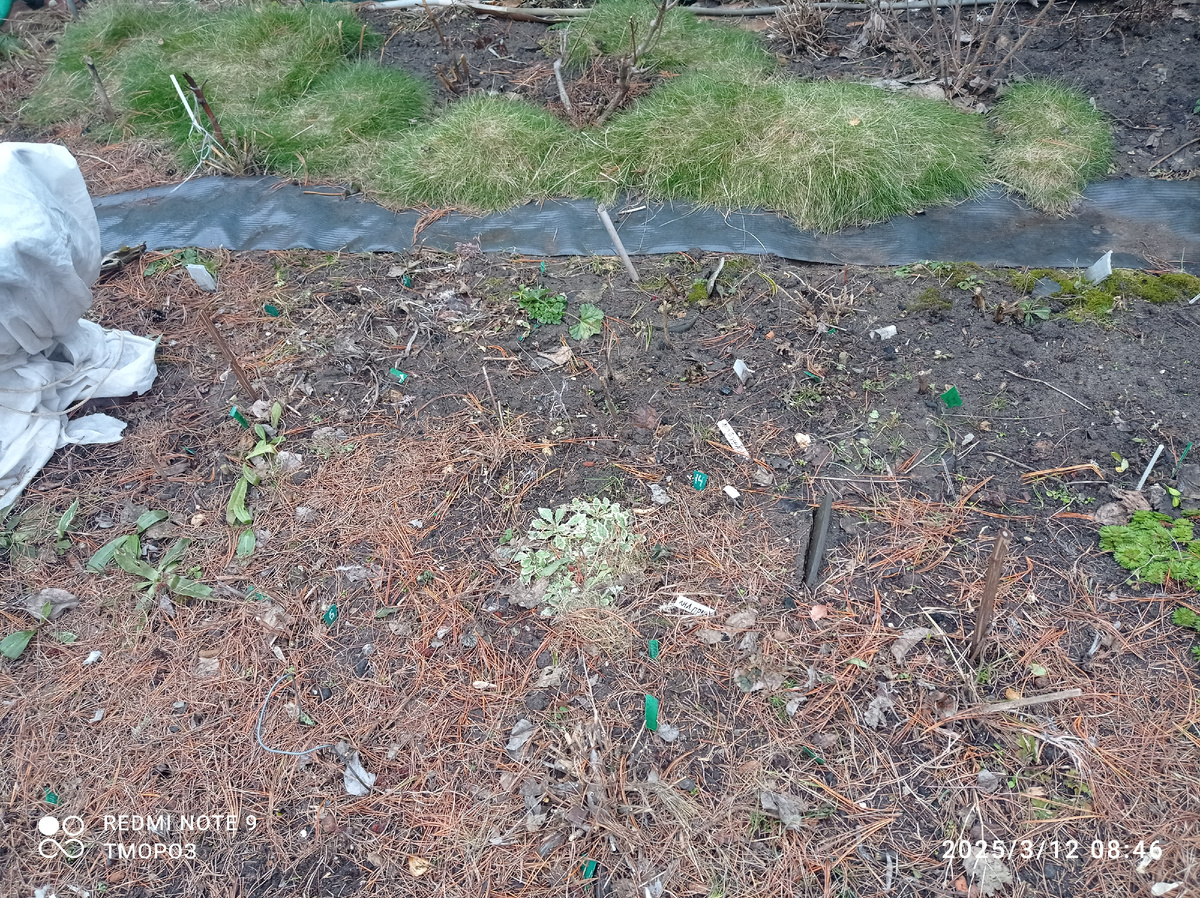 фрагмент пустого цветника