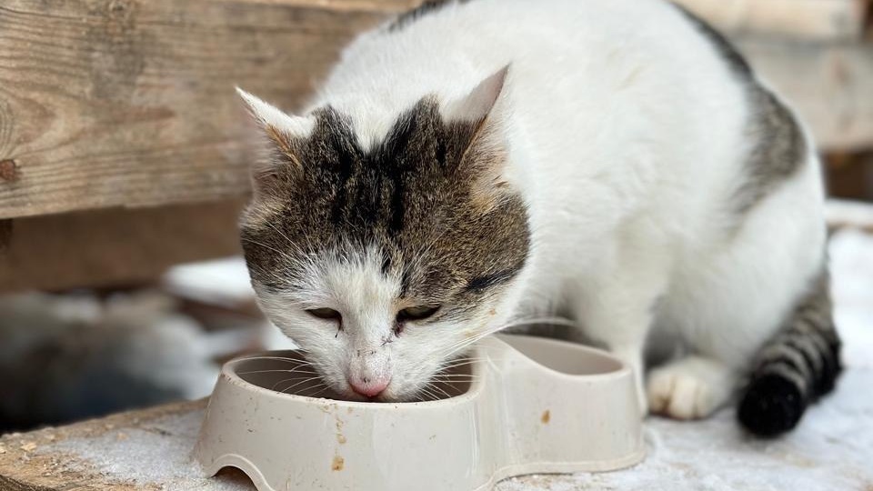 Знакомьтесь, кот Кузя 👀