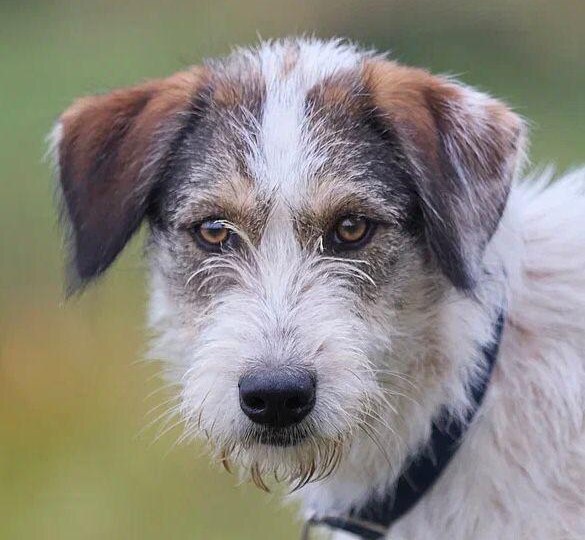 СЕСТРЫ ХОЛЛИ и НОЧКА БЫВШИЕ УЗНИЦЫ ЛЕДЯНОГО КОНЦЛАГЕРЯ