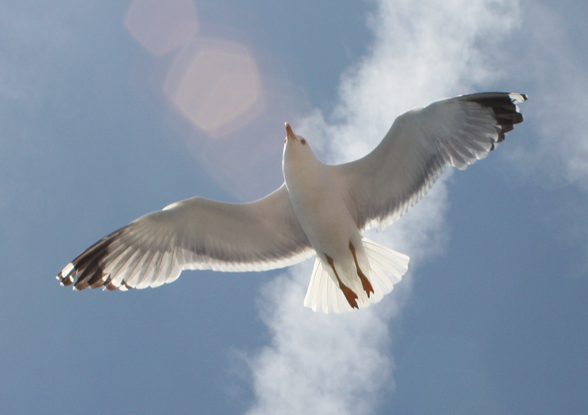 Картинка из интернета