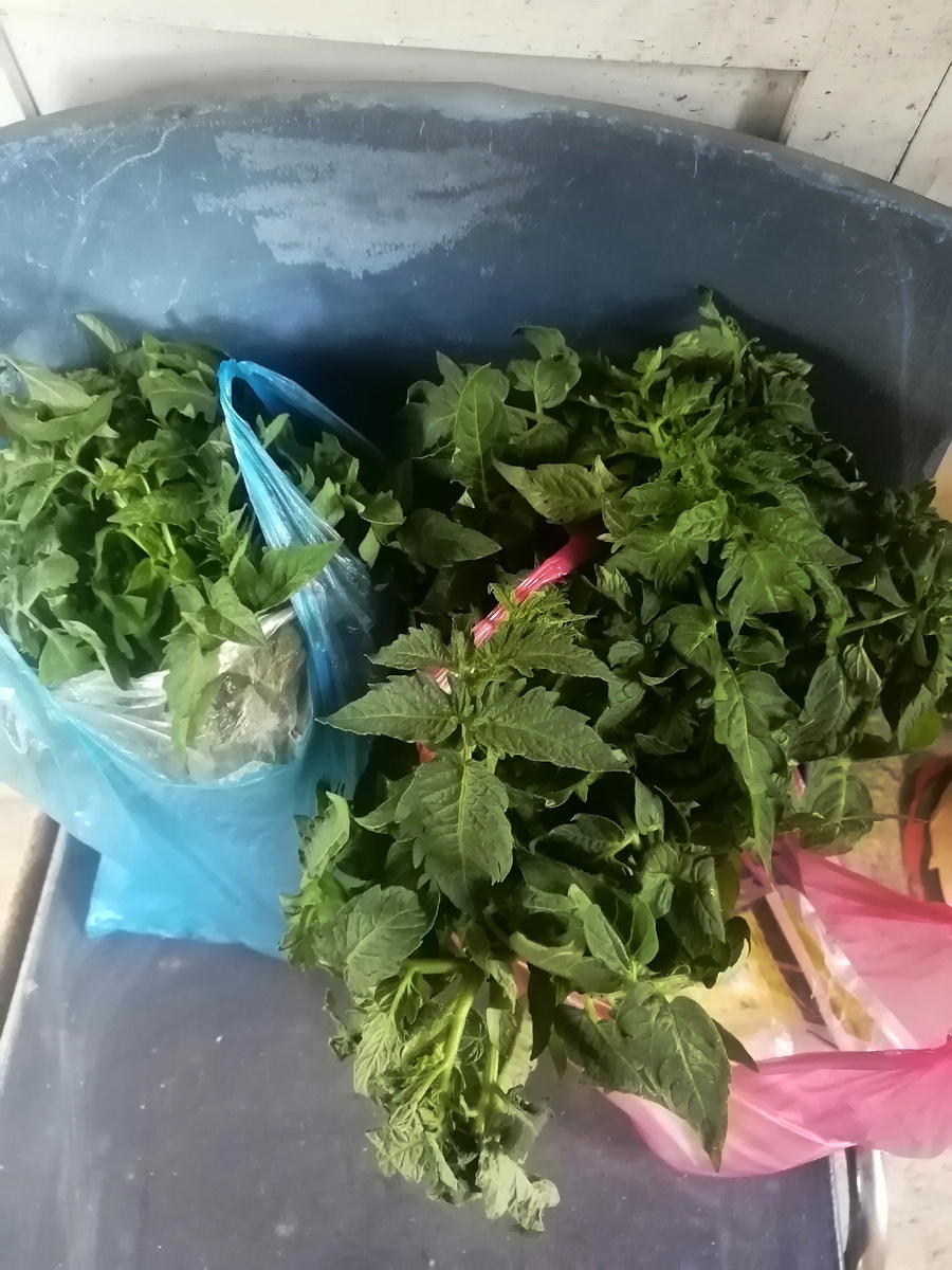 Рассада помидор.