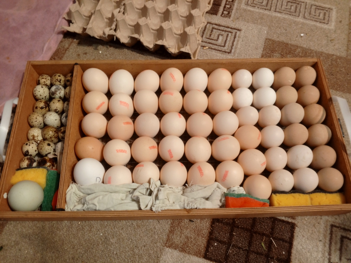 Вот так получилось у меня заложить яйцо