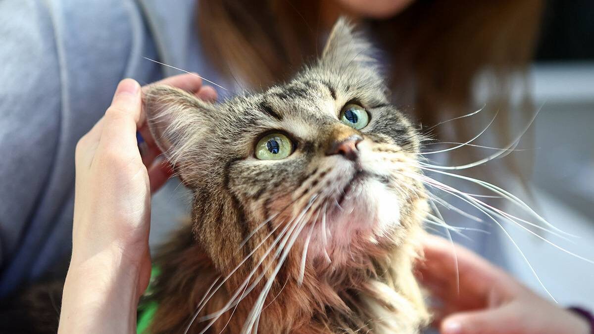    Фото: Ярослав Чингаев / АГН Москва