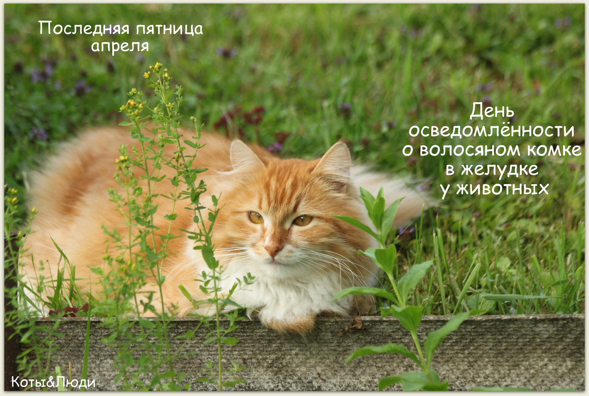 Коллаж автора