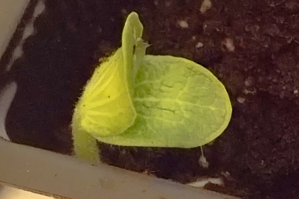 Крошечный всход тыквы