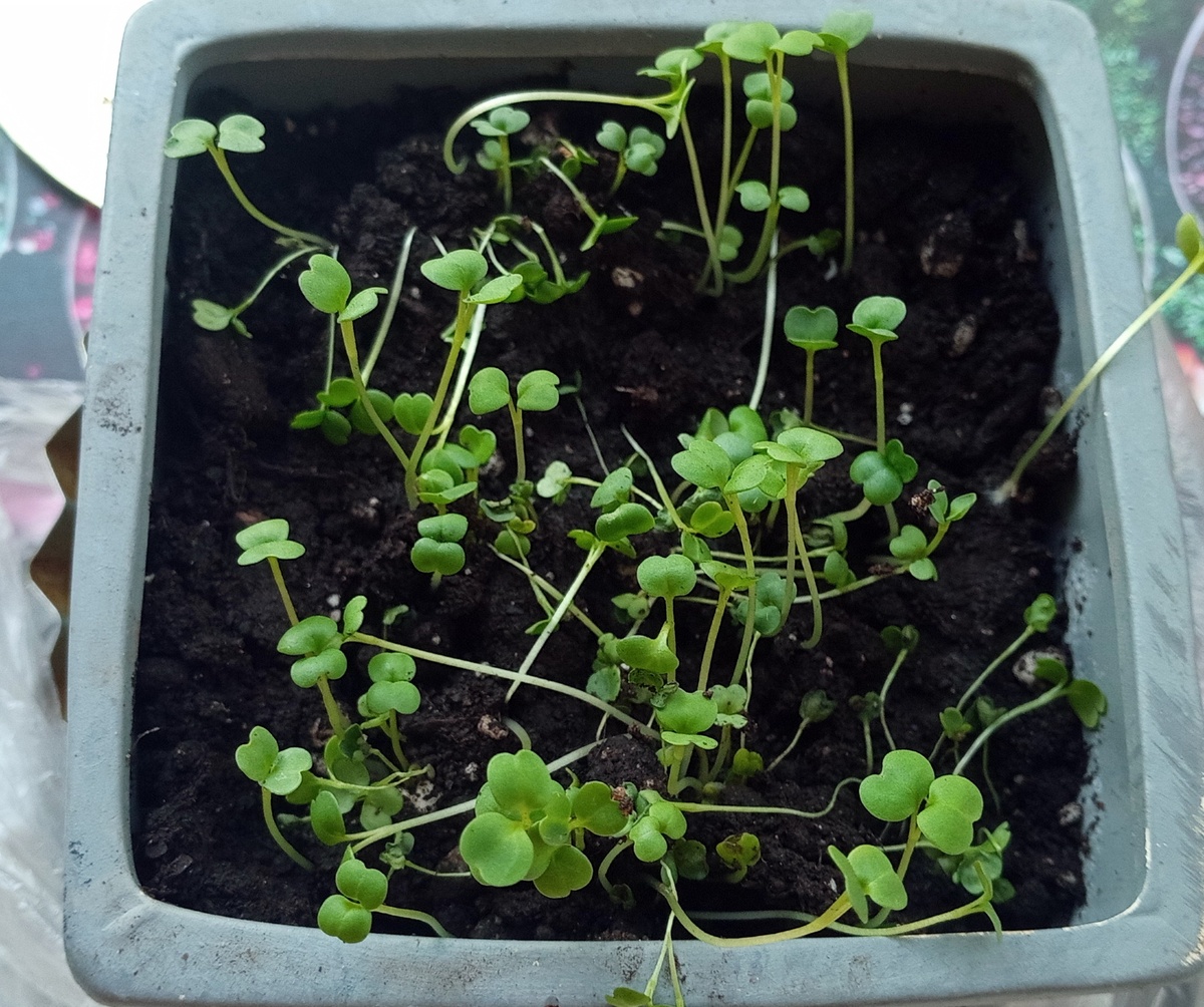 Всходы рукколы на подоконнике