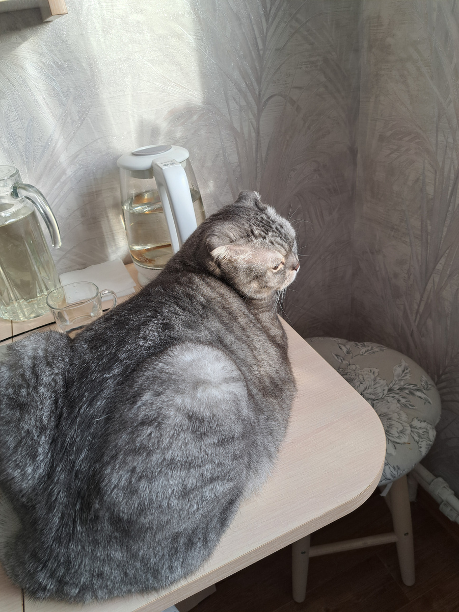 С утра делюсь фото Арси. Он опять на столе греется под лучами солнца 