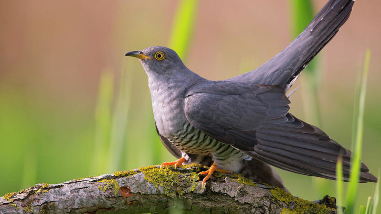 Красивая птица кукушка.