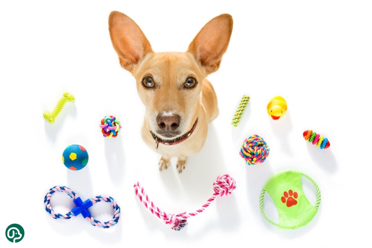 Собака с игрушками 