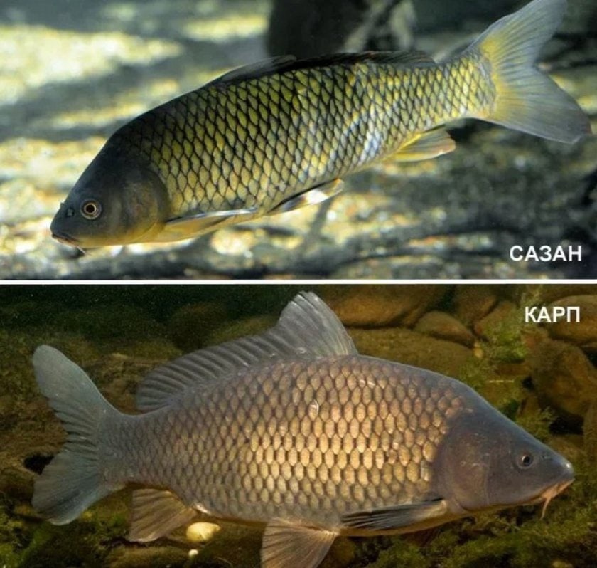 Карп и сазан 