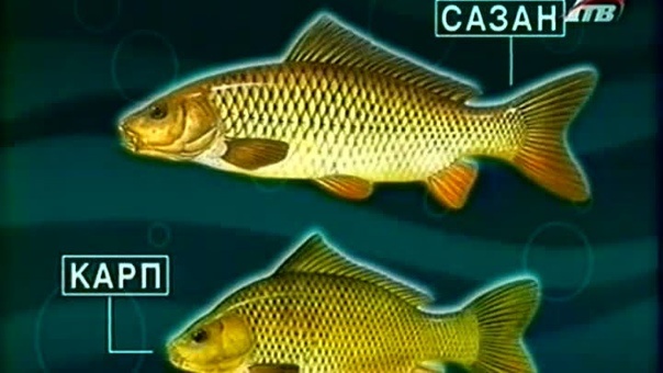 Карп и сазан