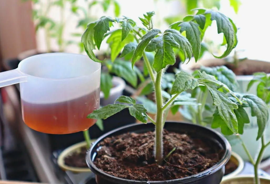 Подкормка рассады томатов