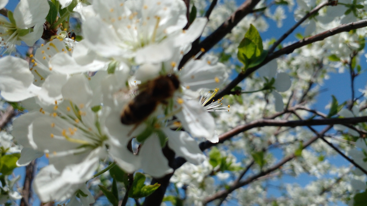 Пчелки работают